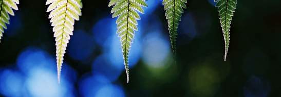 Waitomo District ferns image