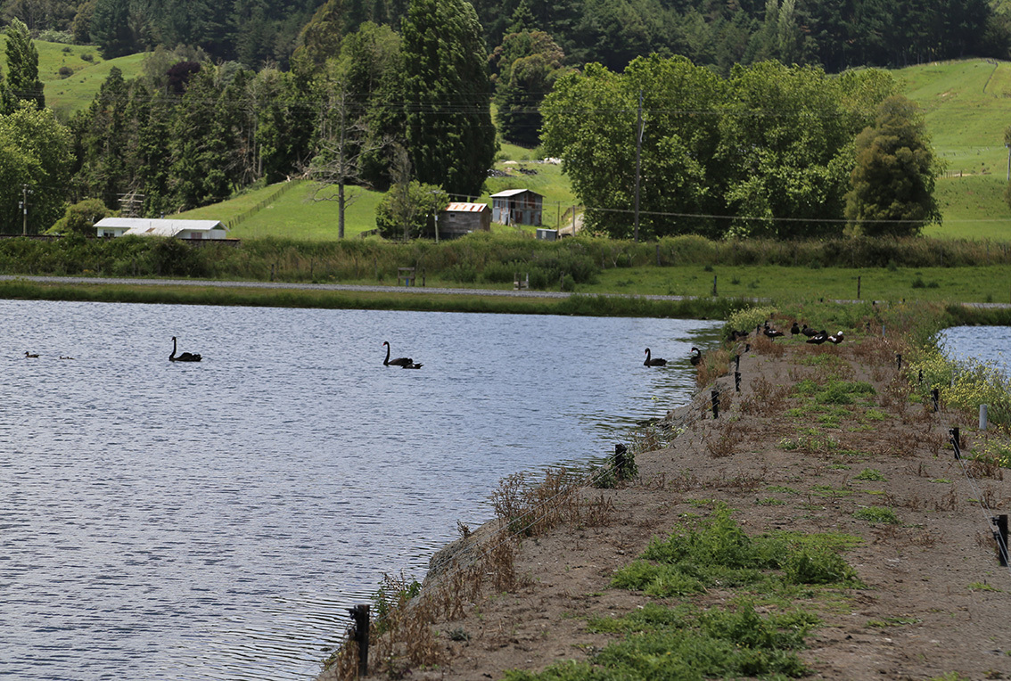 Te Kuiti Wastewater treatment plant waterfowl December 2016