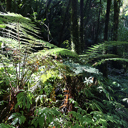 Bush - Thumbnail