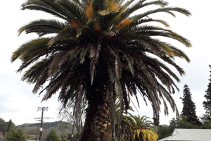 Palm trees on Lawrence Street to be removed