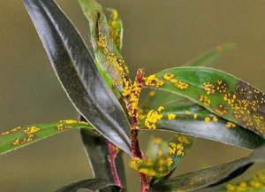 Myrtle rust - Image supplied Waikato Regional Council