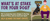 Dog Review Website Slider
