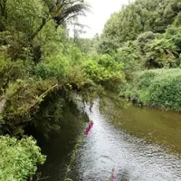 Mangaokewa Reserve Walk
