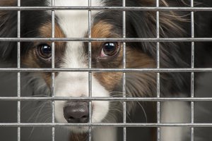 Impounded dogs and stock