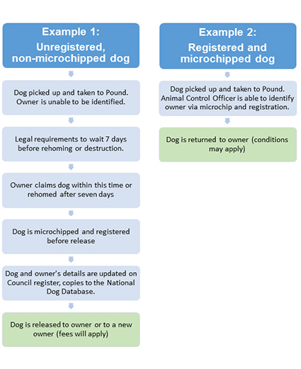 Dog Impounding Process