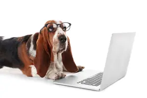 Animal and Dog Control Forms