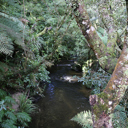 bushStream - Thumbnail
