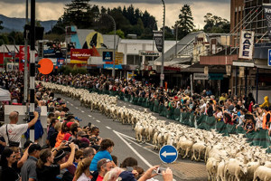 NZ Shears Running of the Sheep and Great NZ Muster to return in 2024