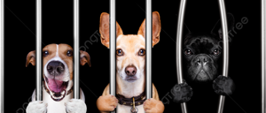Our dog impounding process