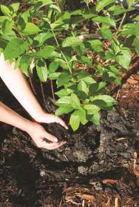 Composting at home