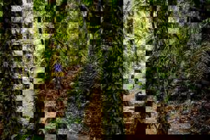 Timber Trail