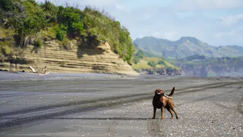 Dog on Mokau Beach