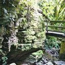 Ruakuri Bush - Thumbnail