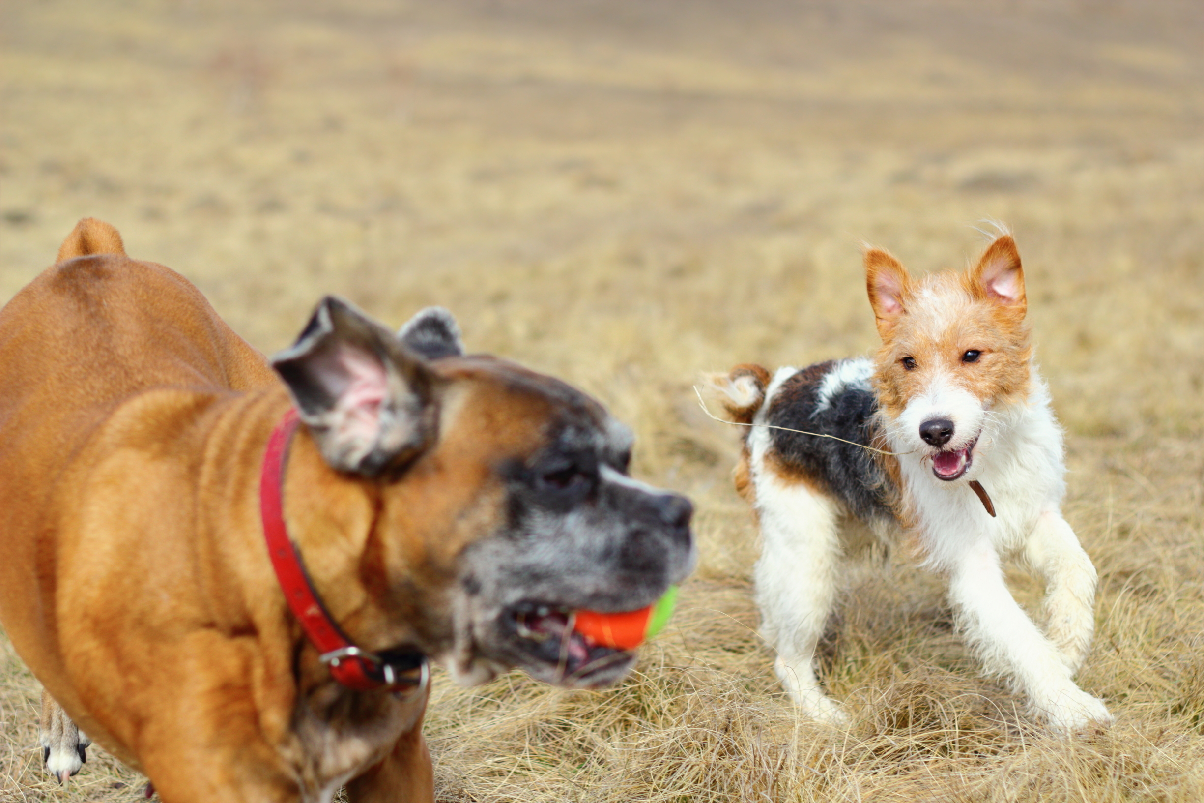 Waitomo District Animal Control