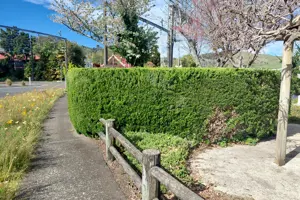 Hedge removal at Japanese Garden