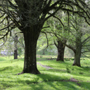 BrookPark_trail - Thumbnail