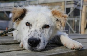 Dogs get second chance at a home
