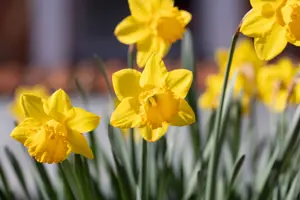 Daffodil Day Fundraiser cake stall