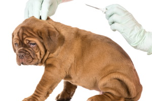Micro-chip your dog